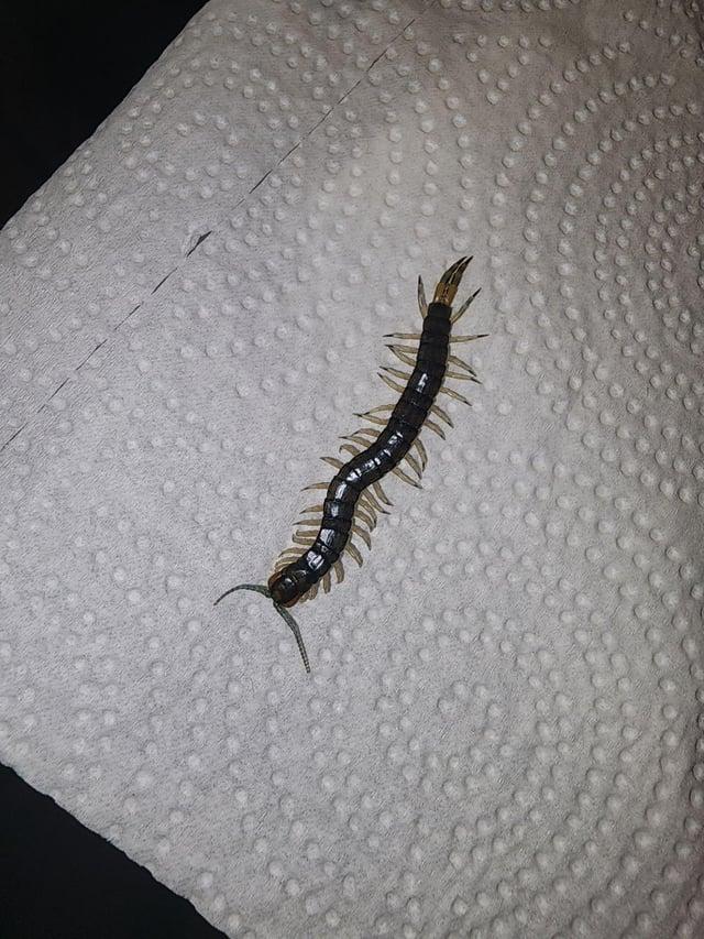 found-this-centipede-crawling-on-me-in-central-mississippi-v0-w1zda4hwjhmd1.jpeg