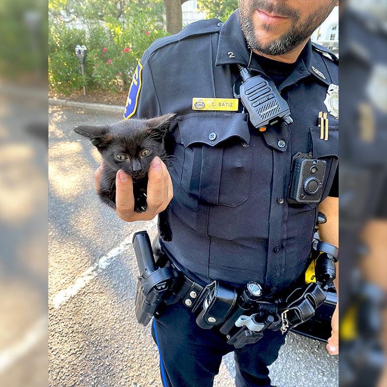 Officer-Batiz-kitten-768x768.jpg