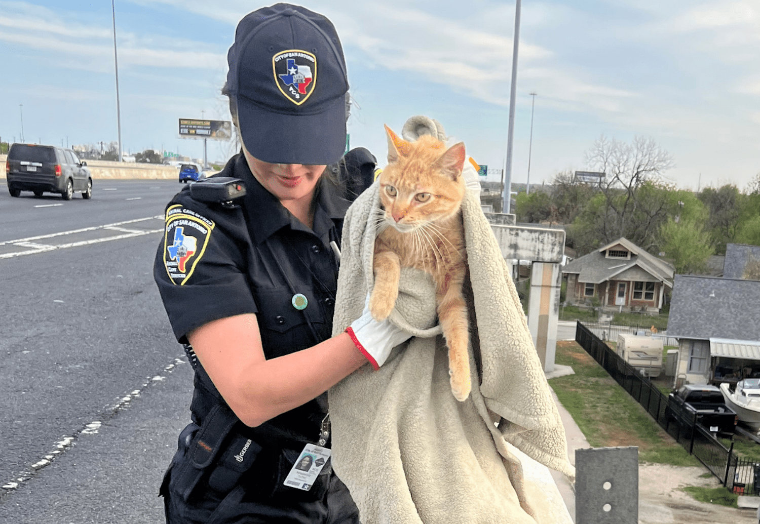 cat-rescued-from-overpass-56a6bbf153b24354ab5b608599a3f7f2.png