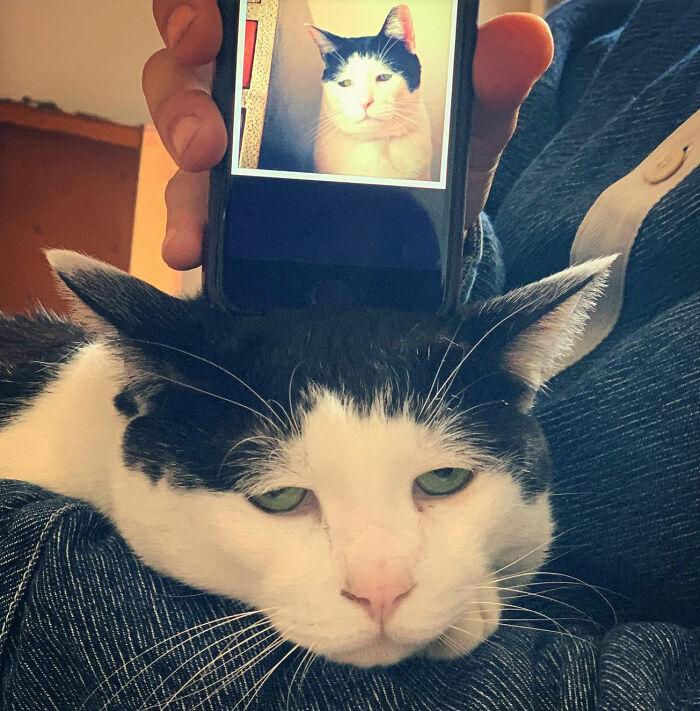 Meet-Pancho-the-cat-with-the-saddest-face-on-the-internet-63dbc4c878af8__700.jpg