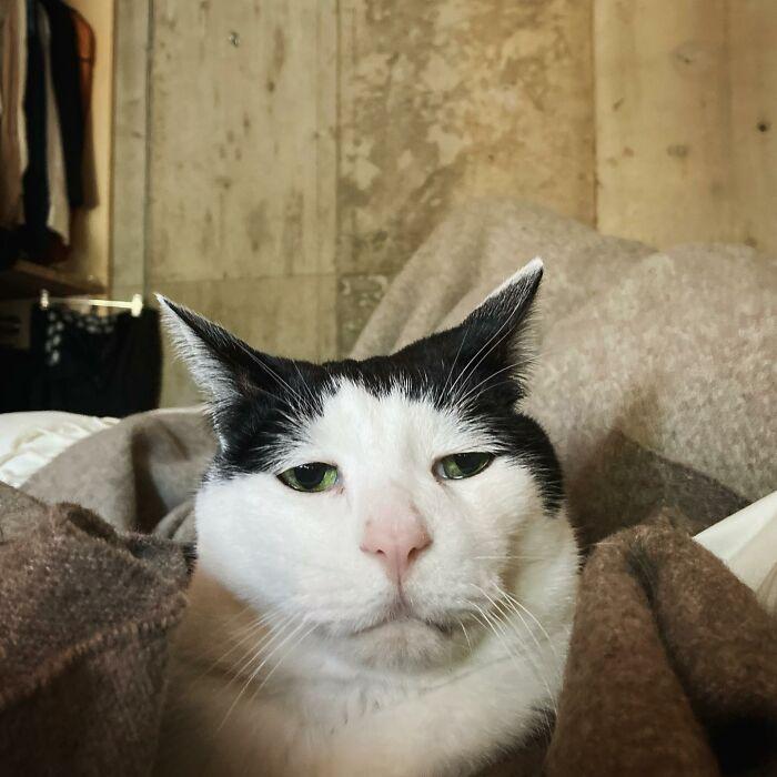 Meet-Pancho-the-cat-with-the-saddest-face-on-the-internet-63dbc4e2eba52__700.jpg