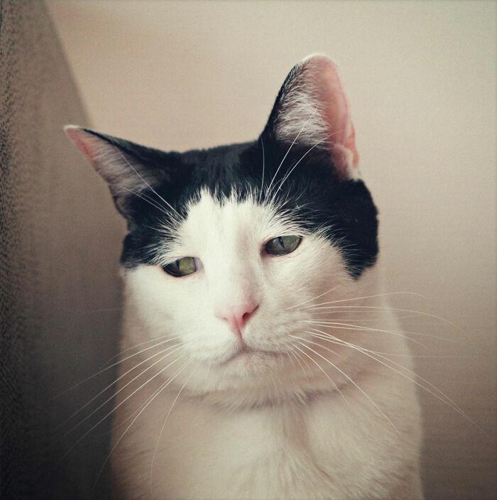 Meet-Pancho-the-cat-with-the-saddest-face-on-the-internet-63dbc4b360f6a__700.jpg