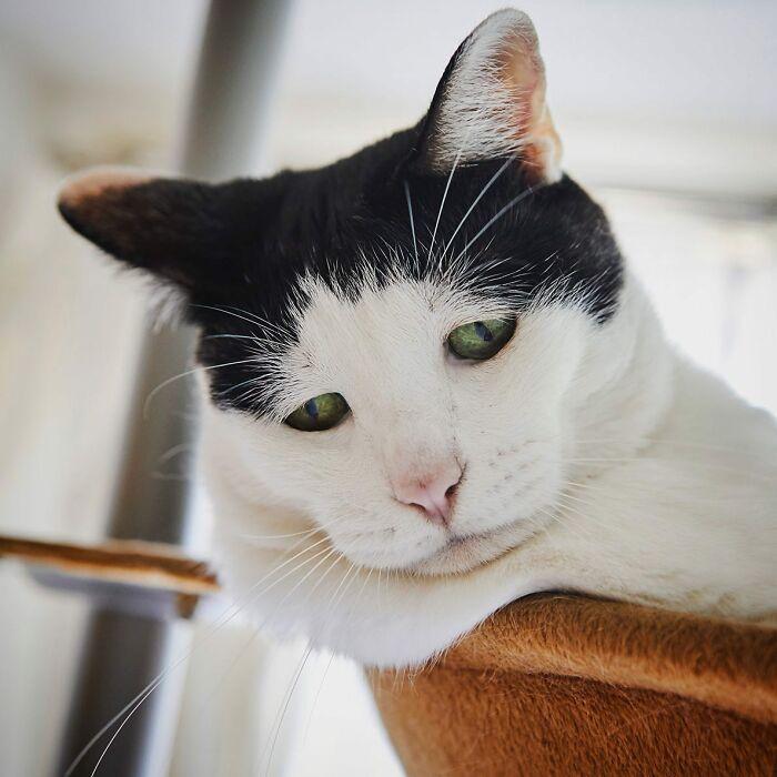 Meet-Pancho-the-cat-with-the-saddest-face-on-the-internet-63dbc4d46d7af__700.jpg