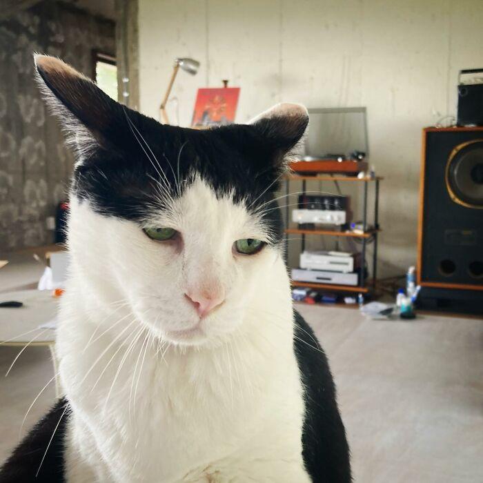 Meet-Pancho-the-cat-with-the-saddest-face-on-the-internet-63dbc4e0a0ab9__700.jpg