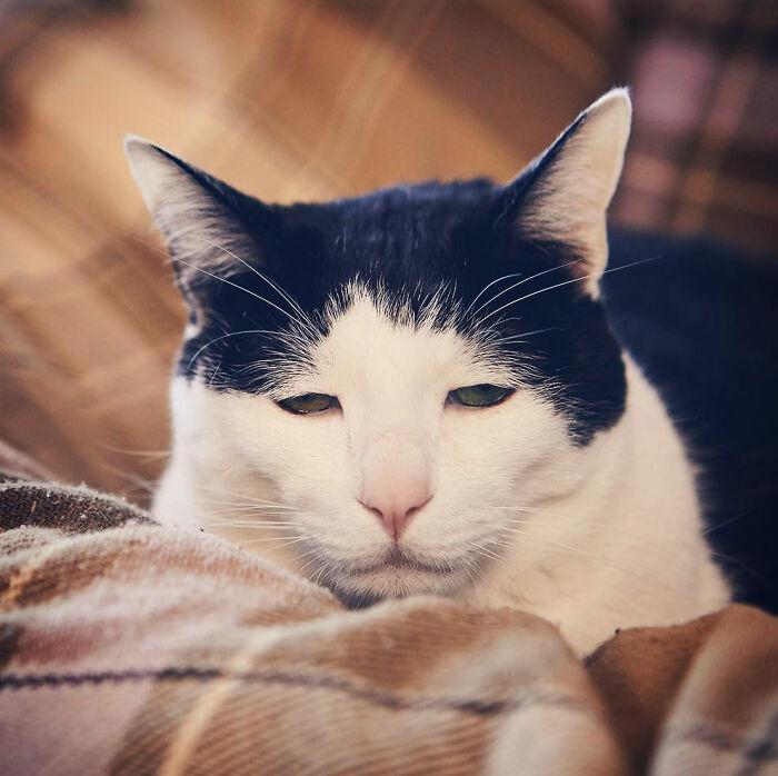 Meet-Pancho-the-cat-with-the-saddest-face-on-the-internet-63dbc4ee9bf88__700.jpg