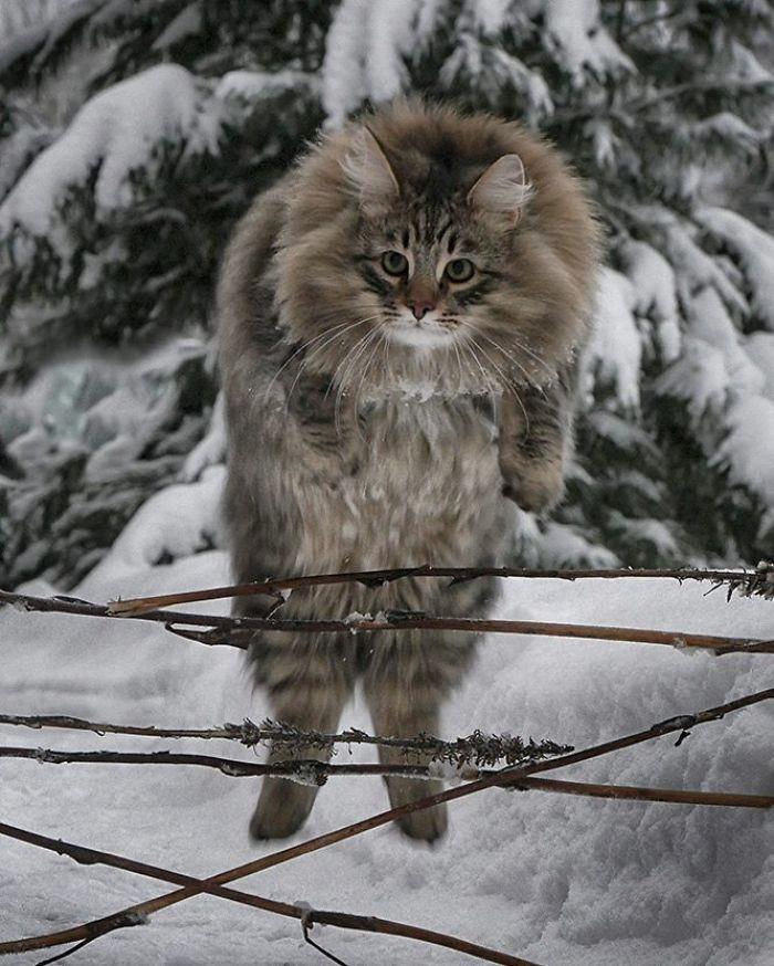 norwegian-forest-cats-sampy-hiskias-5-5db8003f0ae5f__700.jpg