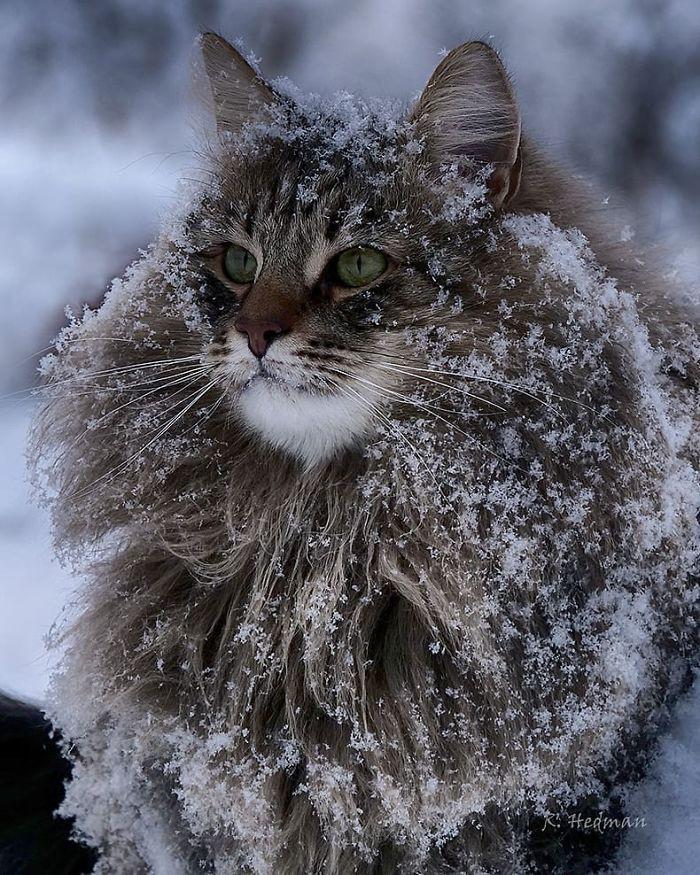 Cat in Finnish weather_edited.jpg