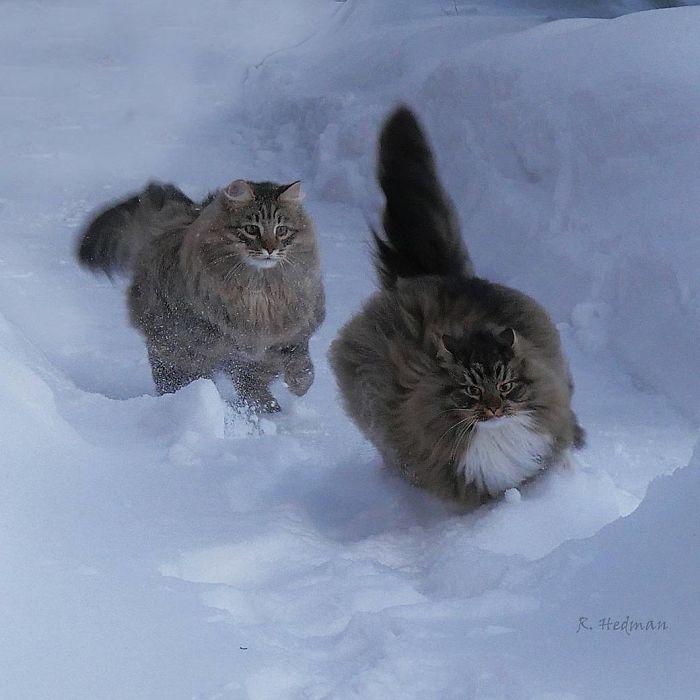 norwegian-forest-cats-sampy-hiskias-8-5db80045470fd__700.jpg