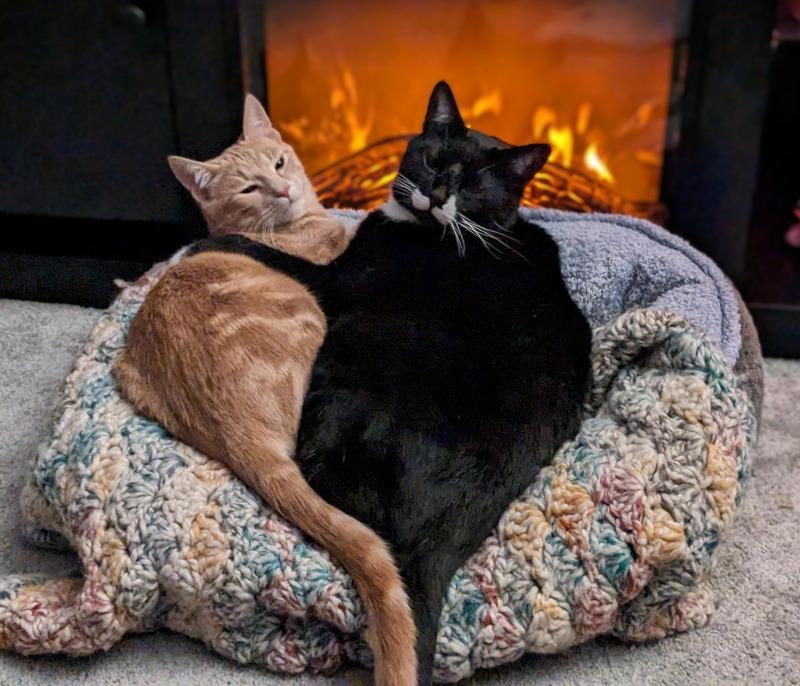 got-a-new-fake-fireplace-and-the-kitties-love-it-v0-swrjklgue5fc1.jpg