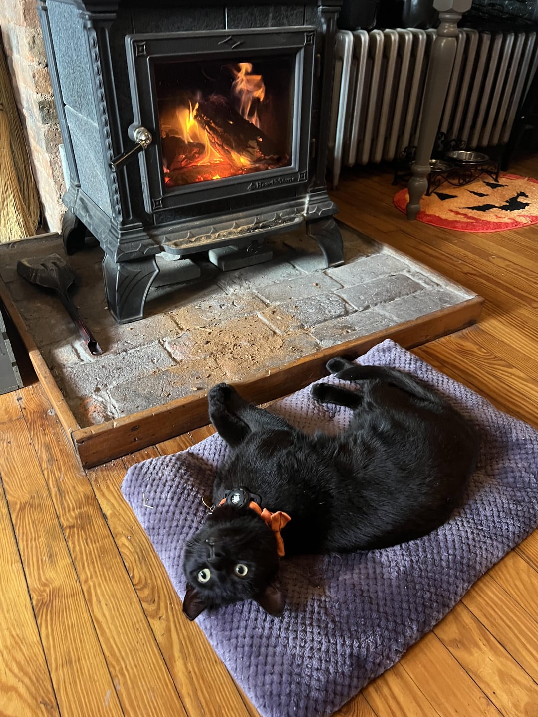 moved-to-house-with-woodstove-have-been-abandoned-by-my-pets-v0-vp808hqga5kc1.jpg