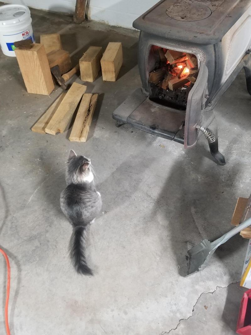 new-kittens-first-experience-with-fire-v0-kj1gjdbysy8c1.jpeg