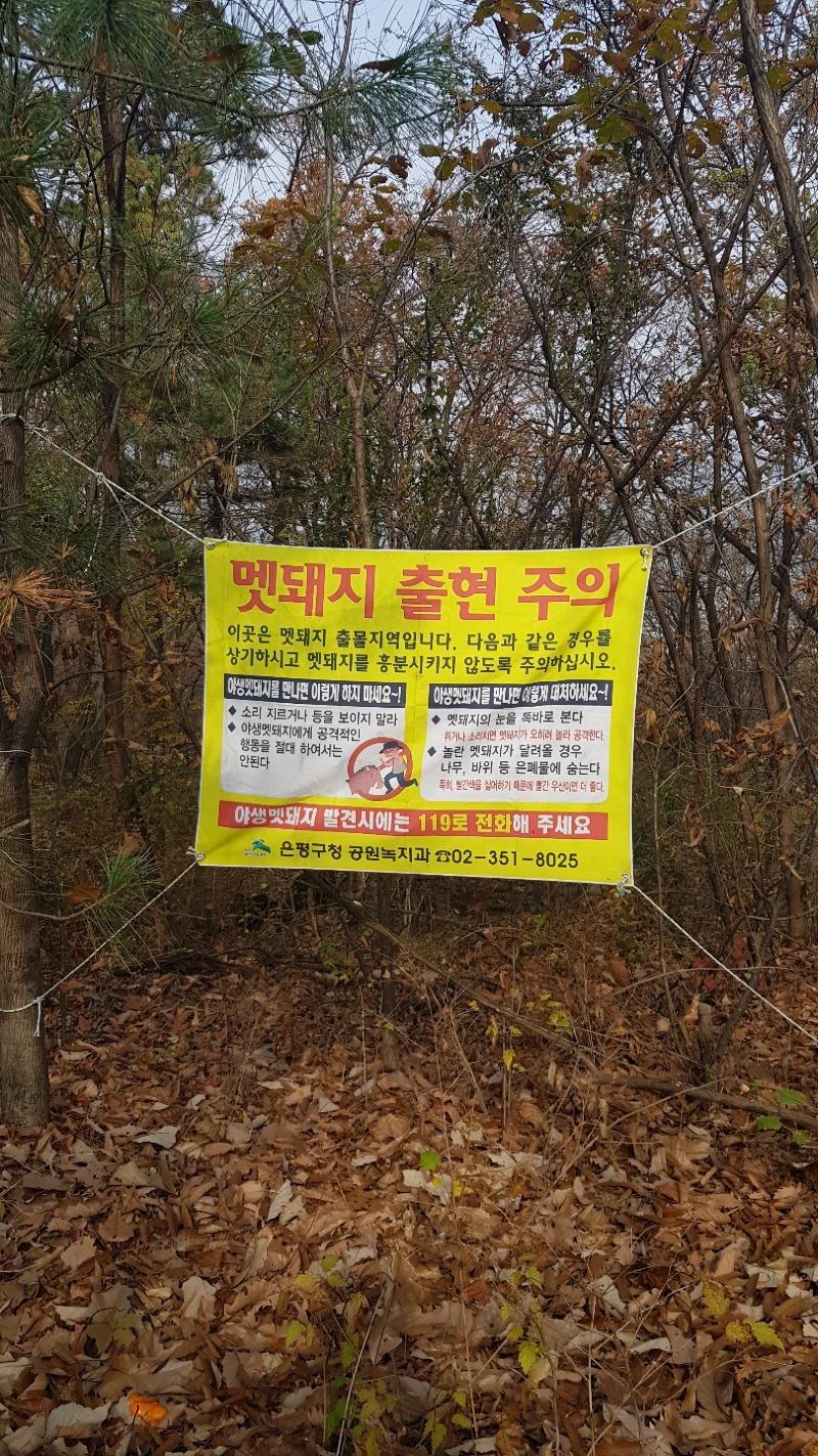 멧퇘지 출몰.jpg