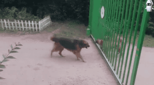 개싸움.gif
