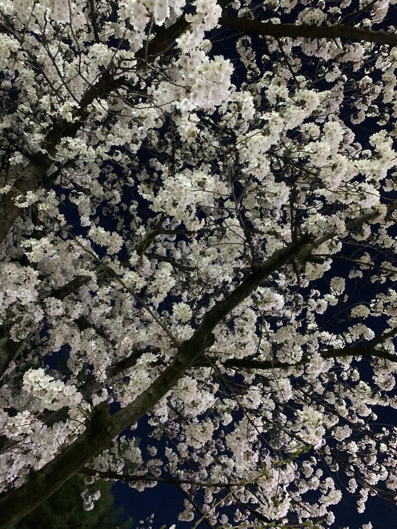 IMG_0803.jpeg