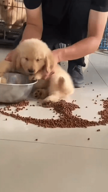 2a446dacb44d8c3db52287fb2da635e16f72b7ac_20250419150353.gif