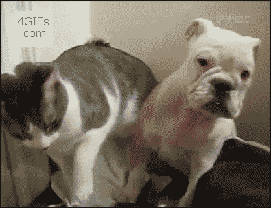 3333333.gif