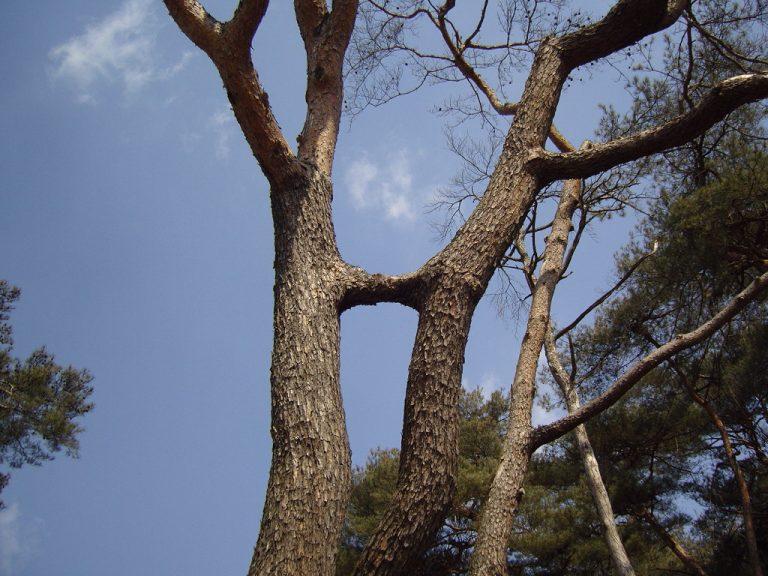 괴산군-청천면-송면리-연리지1-추천-768x576.jpg