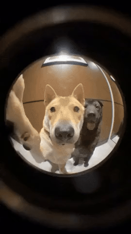 fa630fa19e689c02bb12d273abce2500_1727425634_4782.gif