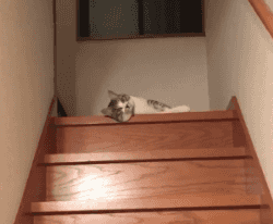 Internet_20250517_095814_6.gif