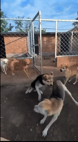 giphy.gif