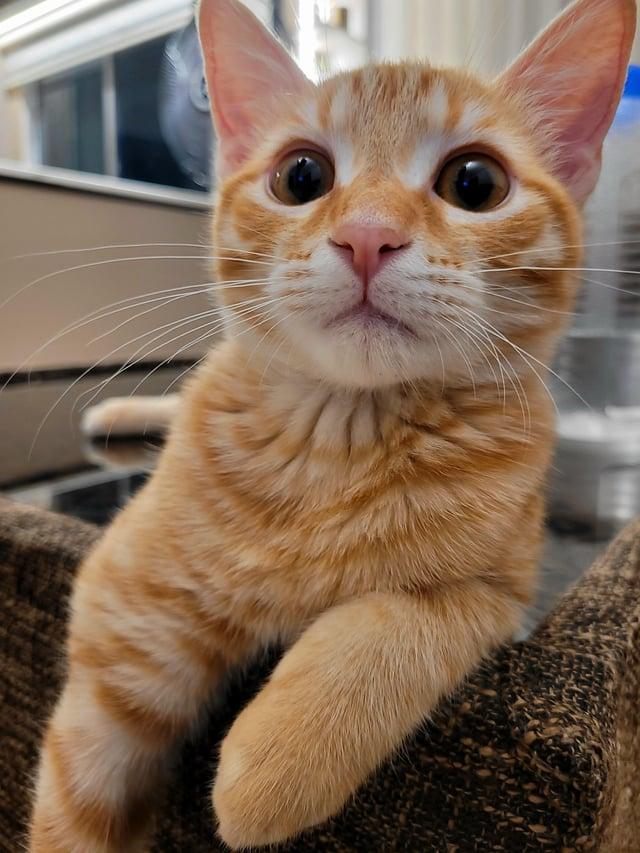 family-thinks-he-looks-like-a-stray-cat-but-i-think-hes-the-v0-wv1a8m61v0jb1.jpg
