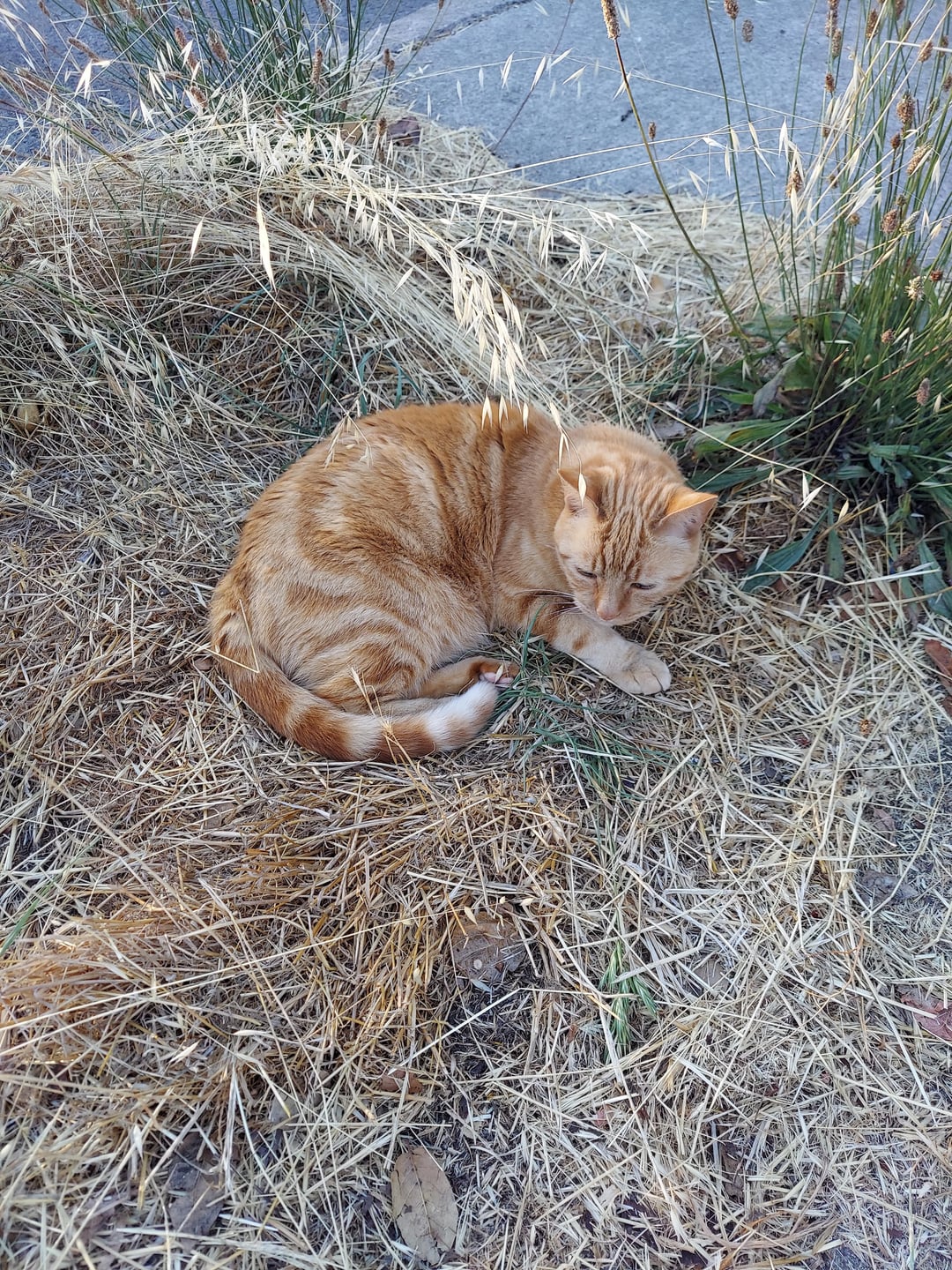 cute-orange-cat-that-lives-on-the-streets-of-my-v0-jixzi66fpmdb1.jpg
