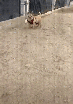 zzz.gif