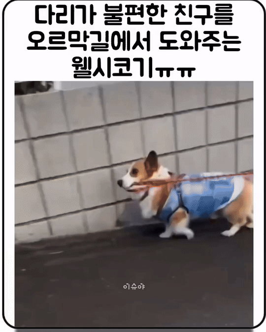 yesd1730754512_285336400.gif