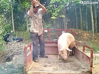 돼지 도축.gif