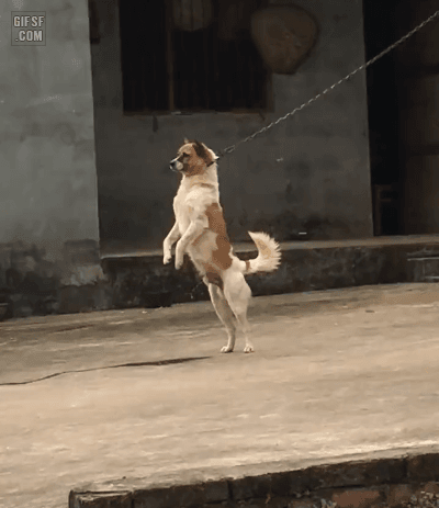 서서오줌 댕댕gif.gif