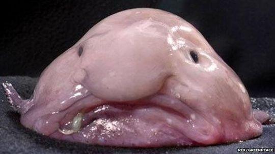 심해어류.jpg