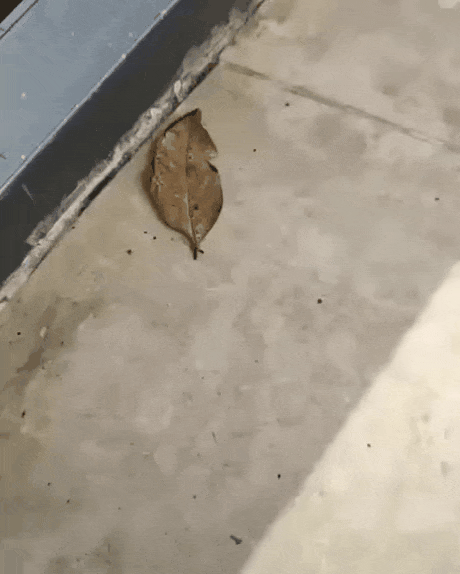 1.gif