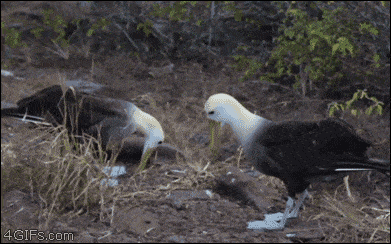 1000027545.gif