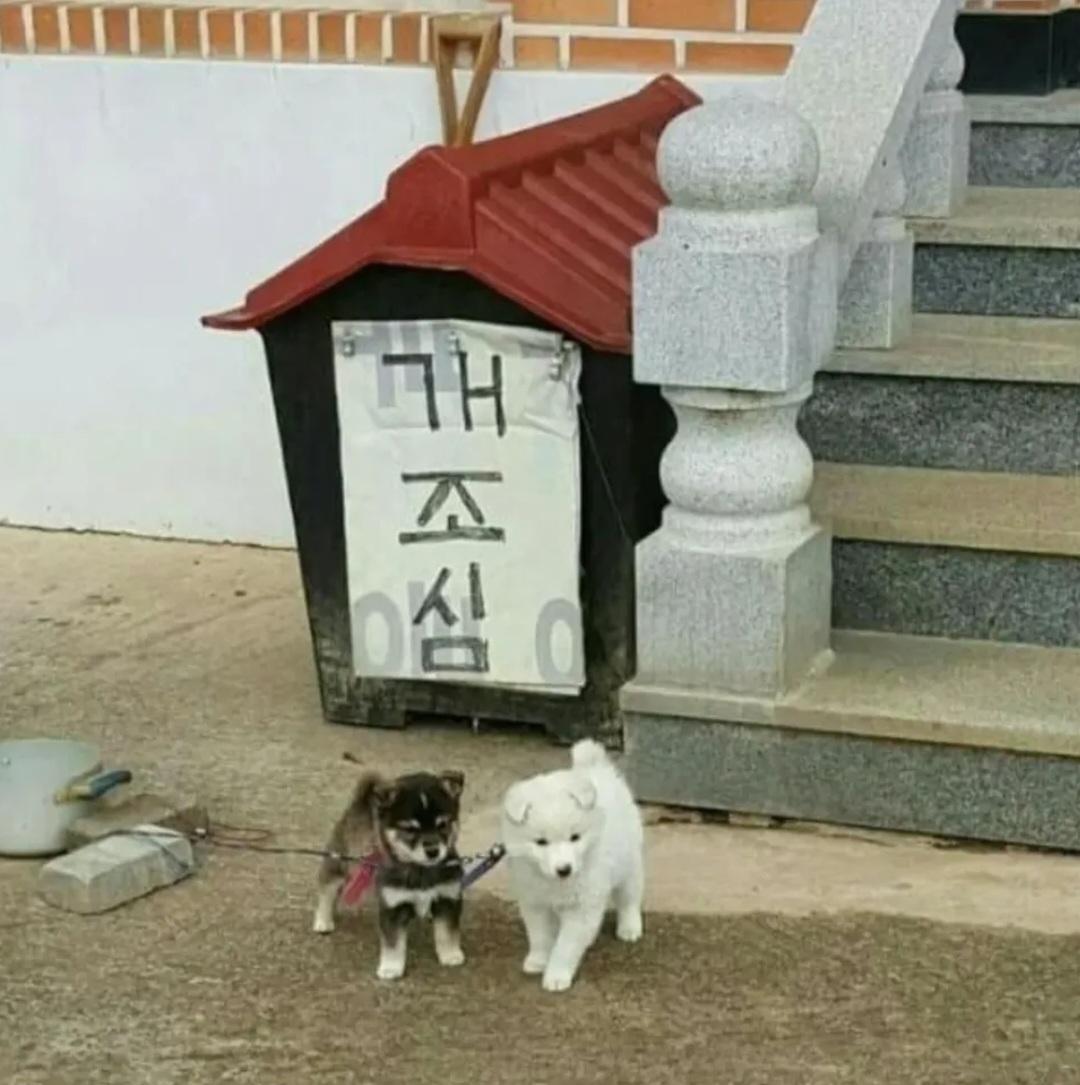 1000032533.jpg