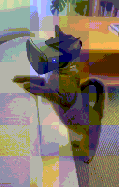 SaveTwitter.Net_8Z0TVeM4t5wmnJdj__754p_.gif