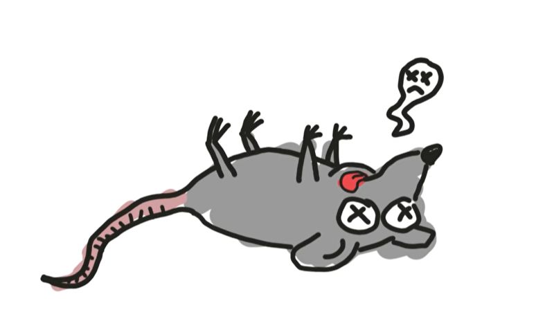 쥐 죽은듯...png