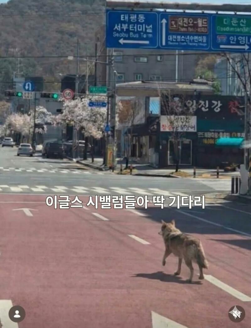 늑대.jpg
