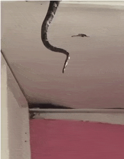 AgQW1678853111_1003452149.gif