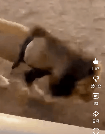 20260427_075148.gif