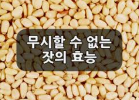 잣의 효능.png