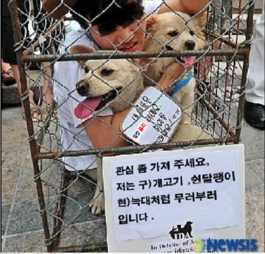 개고기 본인.jpg
