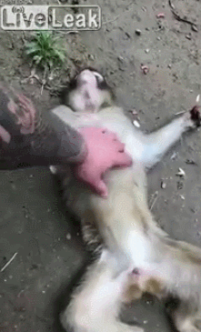 ahns1538395538.gif
