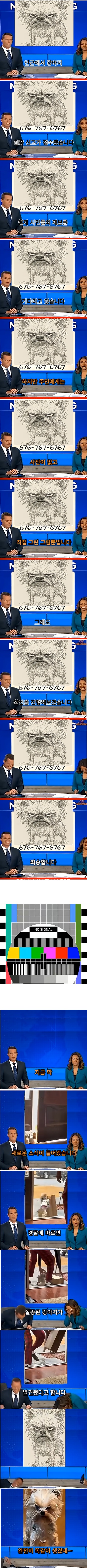 missing dog.jpg