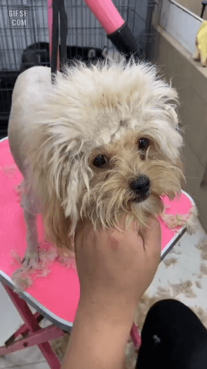 대머리 개새끼gif.gif