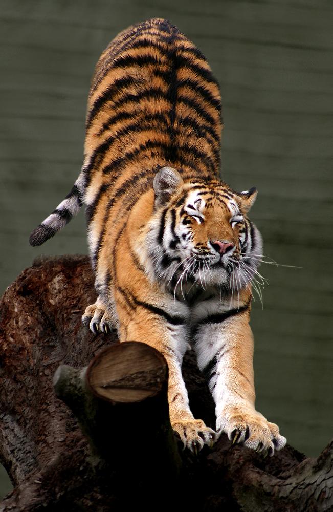 Siberian_Tiger_by_Malene_Th.jpg