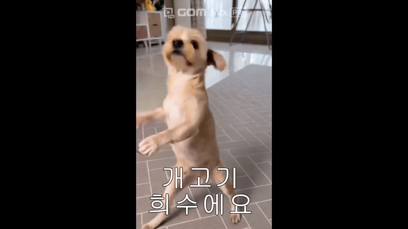 개고기 희수gif.gif
