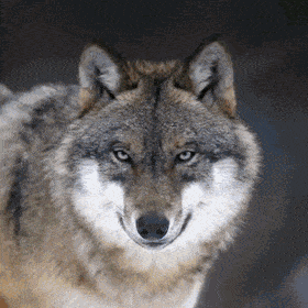 IMG_6340.gif