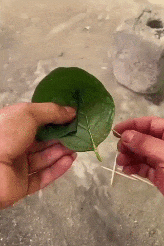 닭 잡을 트랩.gif