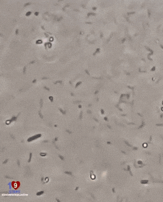IMG_0917.gif