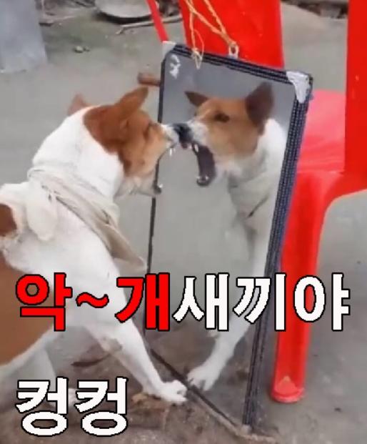 악개새끼.jpg